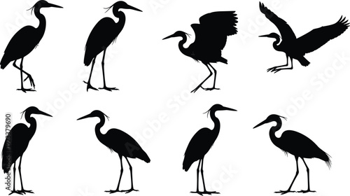 Black heron bird silhouette set showing standing, walking and flying poses, isolated on white background, flat vector illustration for wildlife, nature design, logos, educational use