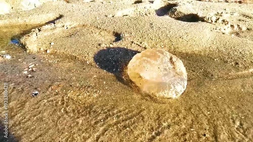 Wallpaper Mural Huge large big stranded transparent jellyfish on beach sand Thailand. Torontodigital.ca