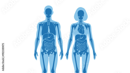 Two Blue Human Skeleton Illustrations Demonstrating Anatomy in a Medical Diagram Style.