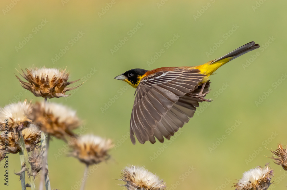 Fototapeta premium Black headed Bunting (Emberiza melanochephala) in a natural habitat