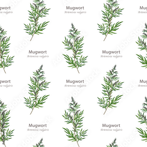 Photos Mugwort plant seamless pattern on white background