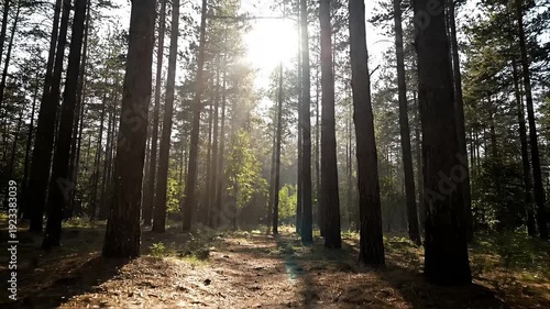 Sunlight filtering through tall trees in serene forest