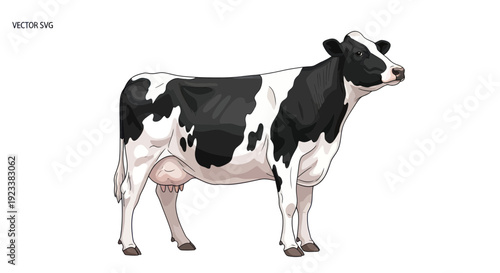 Black and White Holstein Friesian Cow Standing Side View Isolated