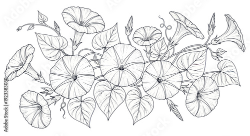 Delicate Morning Glory Flowers and Leaves Line Art Illustration