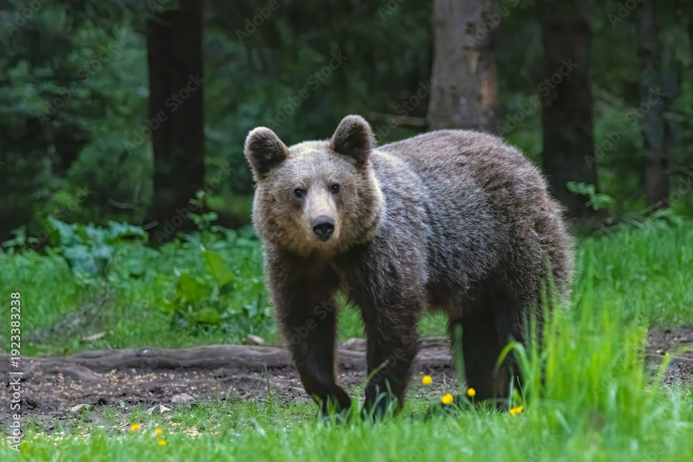 Fototapeta premium Brown Bear close up portrait in the nature