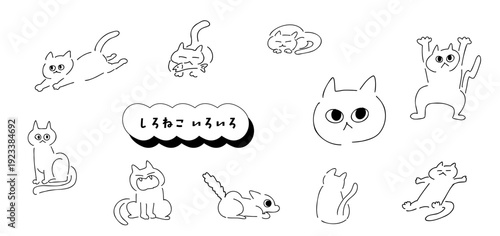 しろねこ！いろいろ｜白猫,短毛猫｜long-haired cat