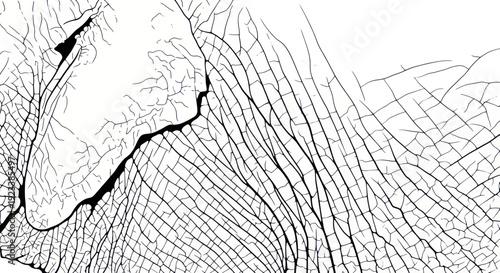 Abstract Black and White Coral Skeleton Macro - Organic Network Texture