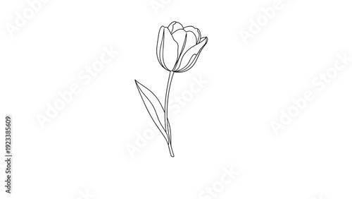 Single tulip flower is delicately drawn in black and white line art on a white background, offering a minimalist and elegant botanical illustration.