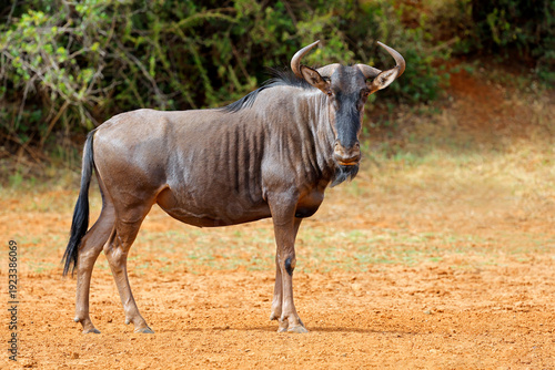 A blue wildebeest (Connochaetes taurinus) standing in natural habitat, Mokala National Park, South Africa