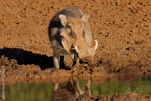 A warthog (Phacochoerus africanus) at a muddy waterhole, Mokala National Park, South Africa