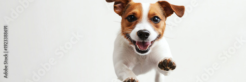 Happy Jack Russell Terrier Dog Running Towards Camera, Playful Expression, White Background
