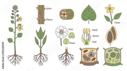 Infographic illustration of a plant's life cycle and anatomy with labeled parts on a white background.