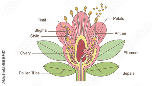 Detailed botanical illustration of a flower with labeled parts including petals, sepals, and reproductive organs on a white background.