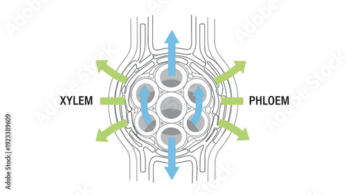 Detailed diagram of a plant stem cross-section showing xylem and phloem structures with arrows indicating directional flow.