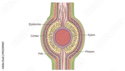 Detailed cross-section diagram of a plant stem showing epidermis, cortex, xylem, phloem, and pith in a colorful, labeled illustration.