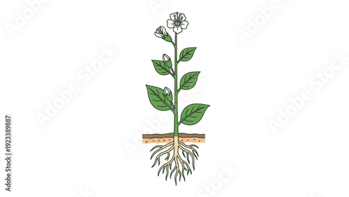 Illustration of a plant with green leaves and roots on a cut soil section with a flower.