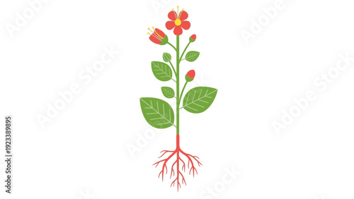 Flat lay illustration of a plant with roots, green leaves, and red flowers against a clean white background.