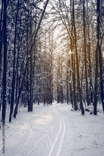 Wallpaper Mural Vertical shot of ski track and footpath in a snowy young forest park with soft sunlight filtering through slender trees. Winter recreation conditions. Torontodigital.ca