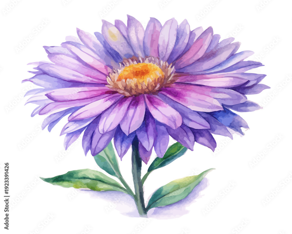 Fototapeta premium Watercolor New England Aster Flower Art, Purple Wildflower Botanical, isolated on white background