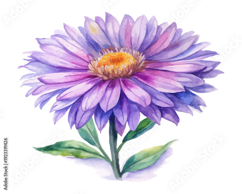 Watercolor New England Aster Flower Art, Purple Wildflower Botanical, isolated on white background
