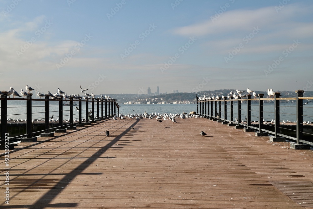 Obraz premium Birds Resting on Wooden Dock with Cityscape, Seagulls Perched on Pier in Istanbul Bosphorus