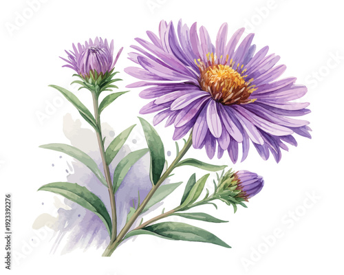 Watercolor New England Aster Blossom, Native Purple Floral Vector Isolated on White