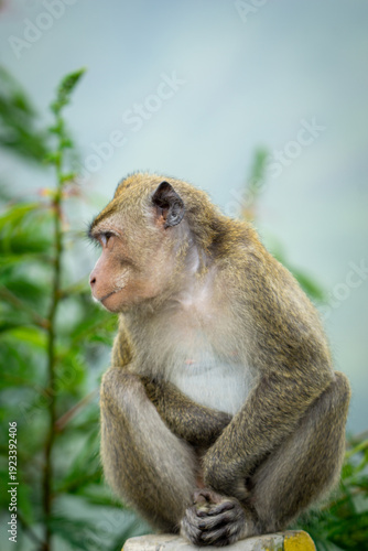 Crab eating macaque (Macaca fascicularis, long tailed macaque, cynomolgus macaque, monyet ekor panjang) in the wild