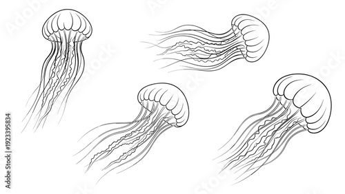 Detailed line art illustrations of jellyfish floating in water showing their tentacles and domes in various swimming motions.