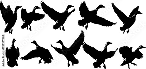 Flying duck silhouette set, mallard waterfowl vector collection, bird flight shapes, wild duck profile, aquatic bird movement, hunting season illustration,