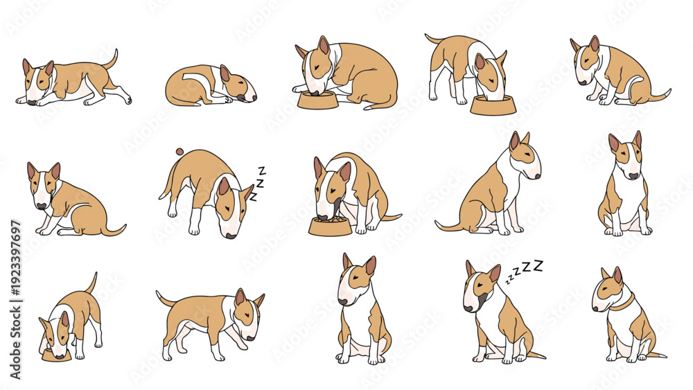 Obraz premium Charming bull terrier dog illustrated in many different natural poses such as sleeping eating sitting and standing on white.