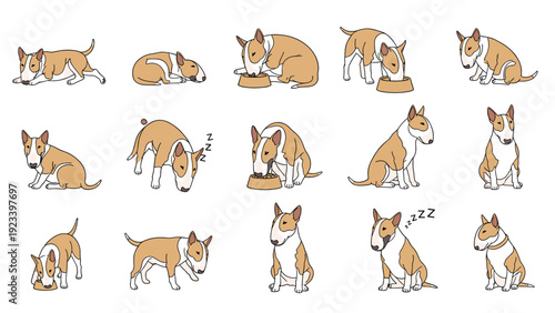 Charming bull terrier dog illustrated in many different natural poses such as sleeping eating sitting and standing on white.