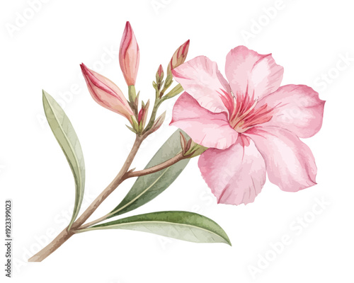 Tableau sur toile Pink Oleander Watercolor Bloom, Mediterranean Garden Botanical Illustration Isol