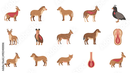 Illustrations of various animals with highlighted internal organs on a white background in a medical or educational flat lay.