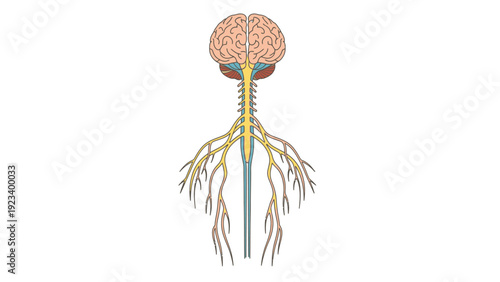 Detailed illustration of a human brain with spinal cord and nerves on a white background, showcasing anatomical structure.