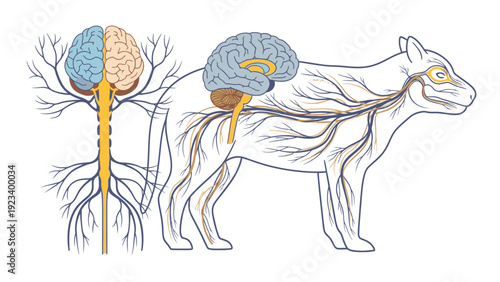 Detailed illustration of a dog's nervous system with brain and spinal cord anatomy highlighted in blue and orange on a white background.