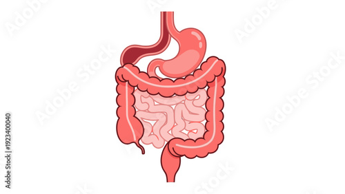 Illustration of the human digestive system with a detailed view of the intestines and stomach on a white background.