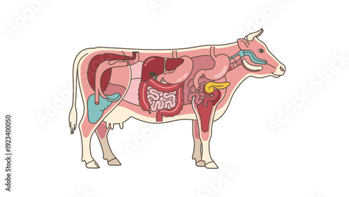 Anatomical illustration of a cow with internal organs visible, standing in profile against a white background.