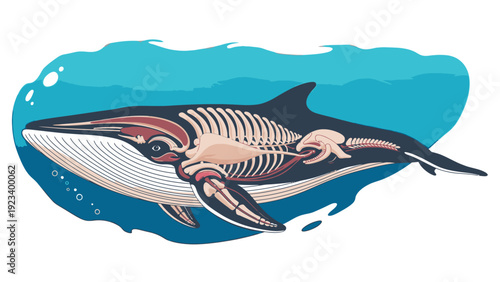 Illustration of a shark skeleton swimming in blue water with a white background.