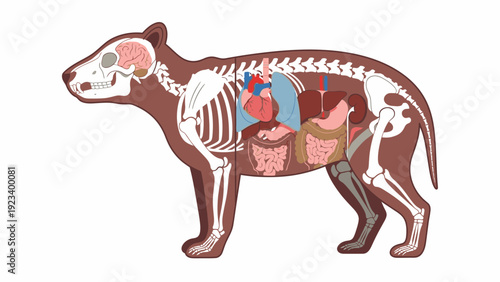 Anatomical illustration of a standing bear with visible skeleton, organs, and internal body parts on a white background.