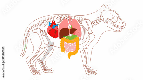 Detailed illustration of a dog's anatomy showing the skeletal system and internal organs in a side view.
