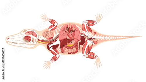 Anatomical illustration of a lizard with visible skeleton, muscles, and internal organs on a white background.