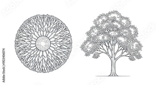 Fotografía Top View and Side View of a Detailed Tree Sketch