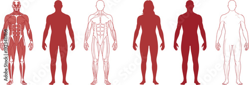 Human Anatomy Diagrams Showing Muscles and Skeleton untitled