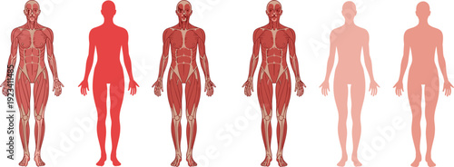 Human Anatomy Muscular System and Silhouettes skeleton muscles