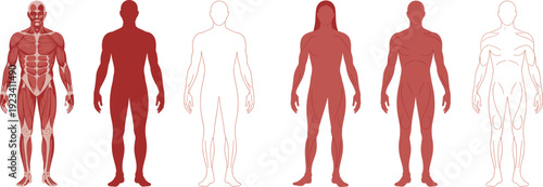 Human Anatomy Muscle System and Silhouette Figures in Red Tones body muscular system