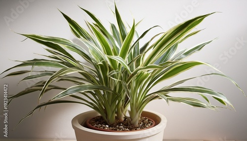 Dracaena Marginata Houseplant In Pot