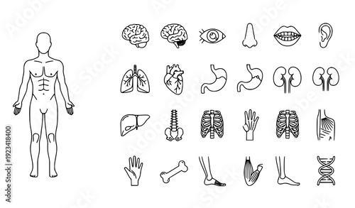 Editable Human Body Thin Line Icon Vector Set