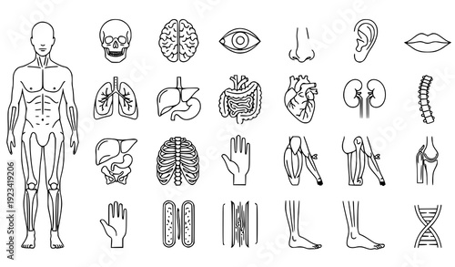Modern Human Anatomy Line Icons Editable Stroke Vector