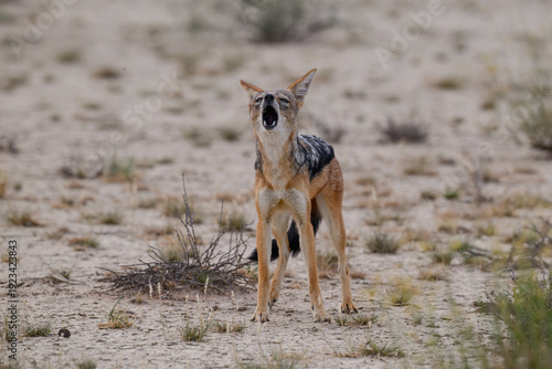 Canvas Print A black-backed jackal in an arid landscape howling