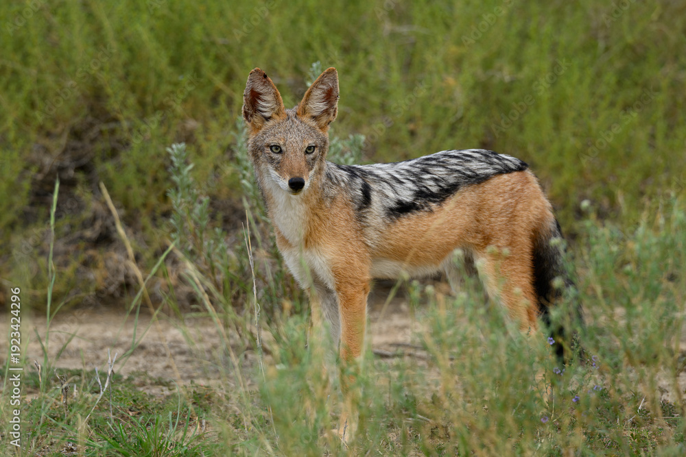 Fototapeta premium A black-backed jackal standing amongst shrubs
